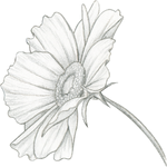 Orchid Garden  Flower Shop